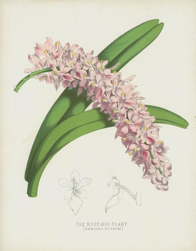 La Planta Aérea Rosada, Aerides Roseum de English School